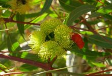 Small Eucalyptus (and Relatives)