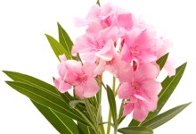 Event: The Lonely Bouquet