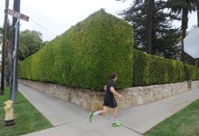 Council Intervenes in Hedge Spite Bite