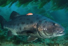 UCSB Researchers Organize Giant Sea Bass Count