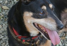 Adoptable Pet of the Week