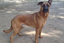 Adoptable Pet of the Week