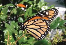 Butterflies Alive! App