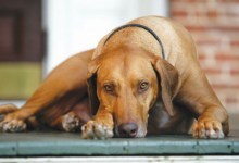 S.B. Kennel Club Dog Shows