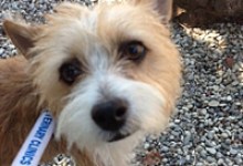Adoptable Pet of the Week
