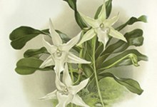 Review: Beauty and Science: the orchid evolves