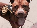 Give a Dog a Home
