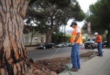 Stone Pine Benefactor Arises