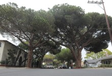 Anapamu Street Stone Pines on the Mend