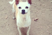 Adoptable Pet of the Week