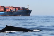 A Whale of a Good Idea