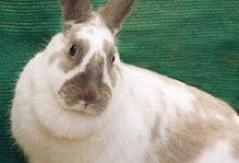 Adoptable Pet of the Week