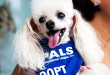 Adoptable Pet of the Week