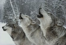 The Hidden Life of Wolves