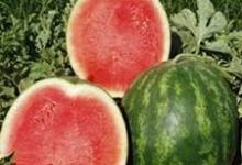 My Life: The Mule in My Garden