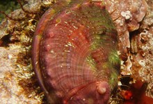 Possible Lawsuit Over Pinto Abalone Protection