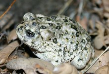 Arroyo Toad No Longer Endangered?