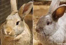 Adoptable Pets of the Week