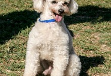 Adoptable Pet of the Week