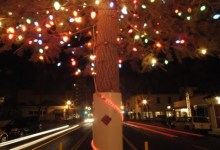 State Street Christmas Tree Saved