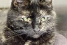 Adoptable Pet of the Week