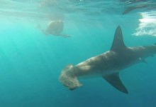 VIDEO: Rare Hammerhead Shark Sighting off Anacapa Island