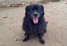 Adoptable Pet of the Week