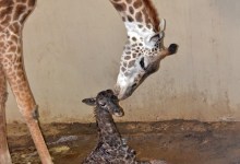 Giraffe Named Buttercup Born Thursday