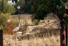 Save Alisal Commons Park