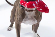 Adoptable Pet of the Week