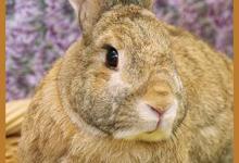 Adoptable Pet of the Week