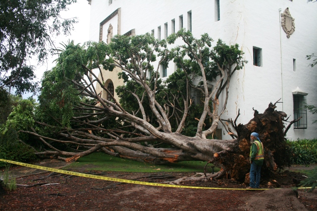 Big Fig Tree Falls at Courthouse - The Santa Barbara Independent