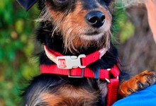 Adoptable Pet of the Week