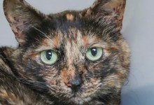 Adoptable Pet of the Week