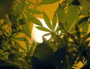 Are They Going to Pot?