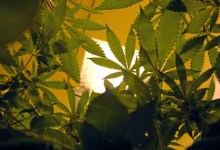 Are They Going to Pot?