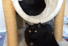 Adoptable Pets of the Week