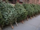 Xmas Tree Recycling