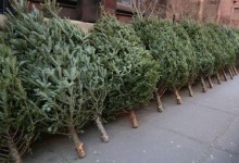 Xmas Tree Recycling