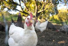 Egg Prices Spike as Prop. 2 Takes Effect