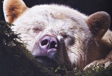 Paul Nicklen’s Wild Spirit