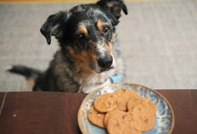 Danger Dog Eats Cannabis Cookies