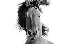 Wild Spirit: Horses in Art