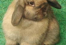 Adoptable Pet of the Week