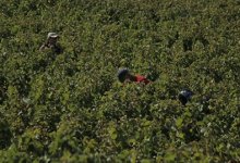 Harvest (Vendanges)