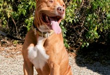 Adoptable Pet of the Week