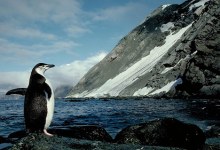 The Penguin Counters