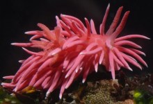 Sea Slugs as El Niño Forecasters?