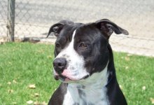 Adoptable Pet of the Week