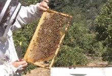 ‘Neonic’ Poison Found Throughout City